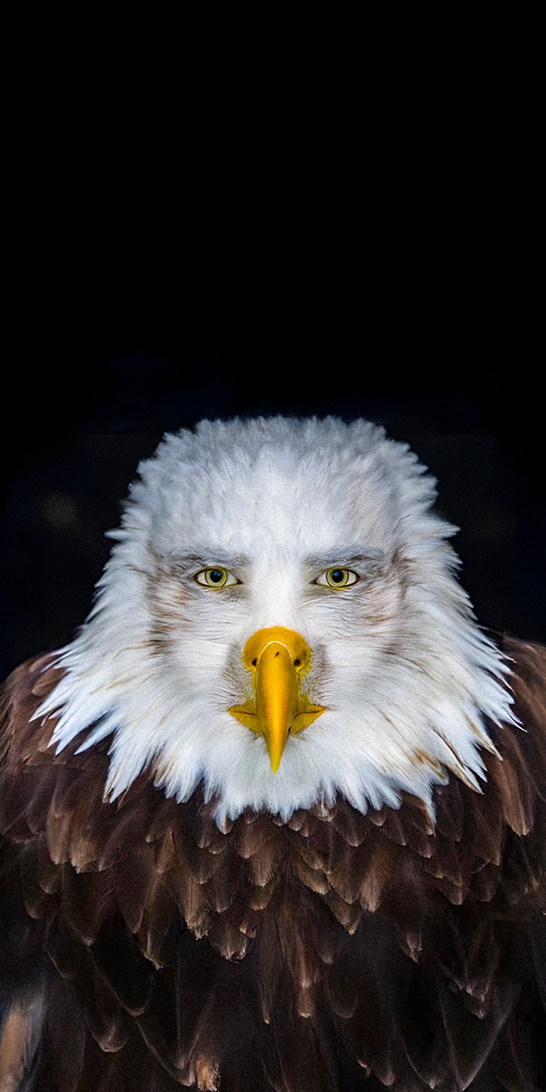 Marvin Beak meme wallpaper in 4K