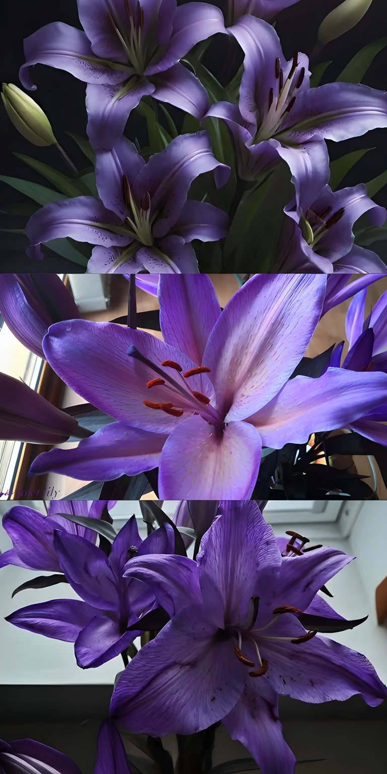 Violet lily flowers iPhone wallpaper HD