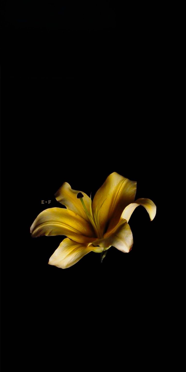 Lily Initial Flowers Aesthetic iPhone Wallpaper