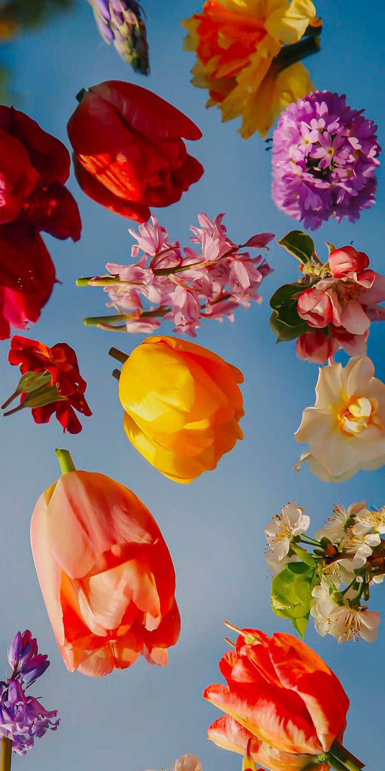 Colorful flowers wallpaper for iPhone HD