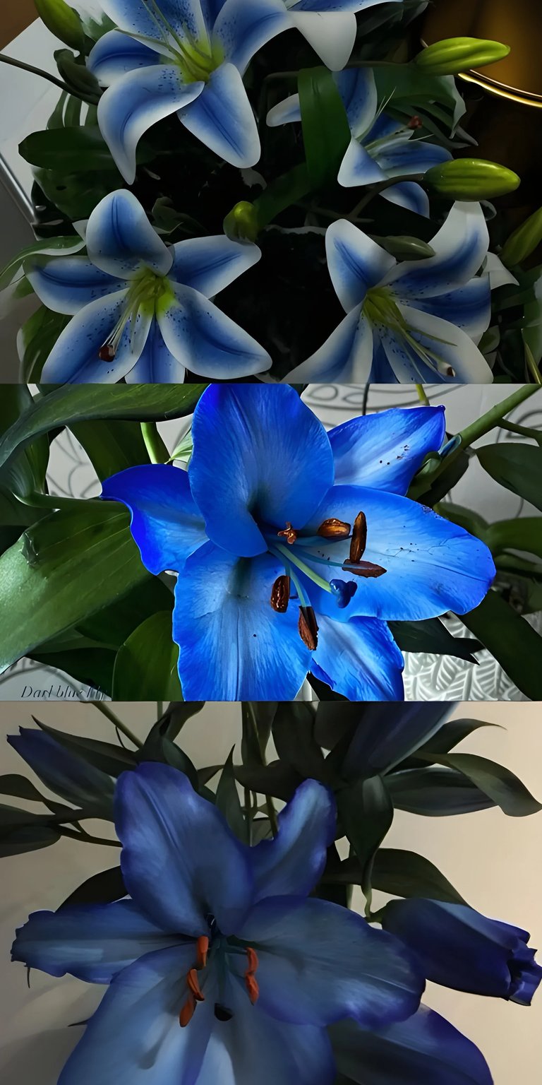 Lily blue flowers iPhone wallpaper HD