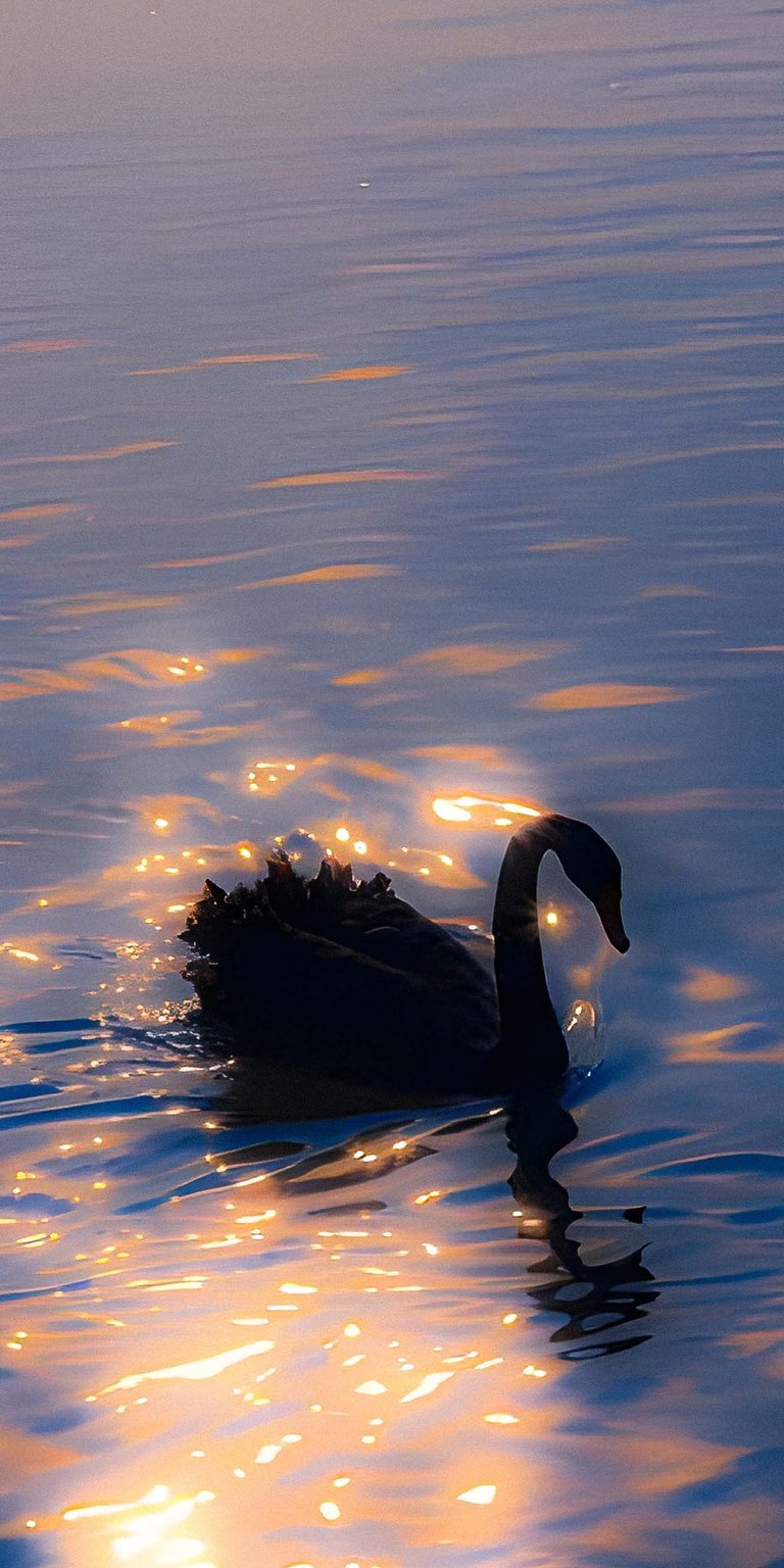 Duck in water wallpaper for iPhone