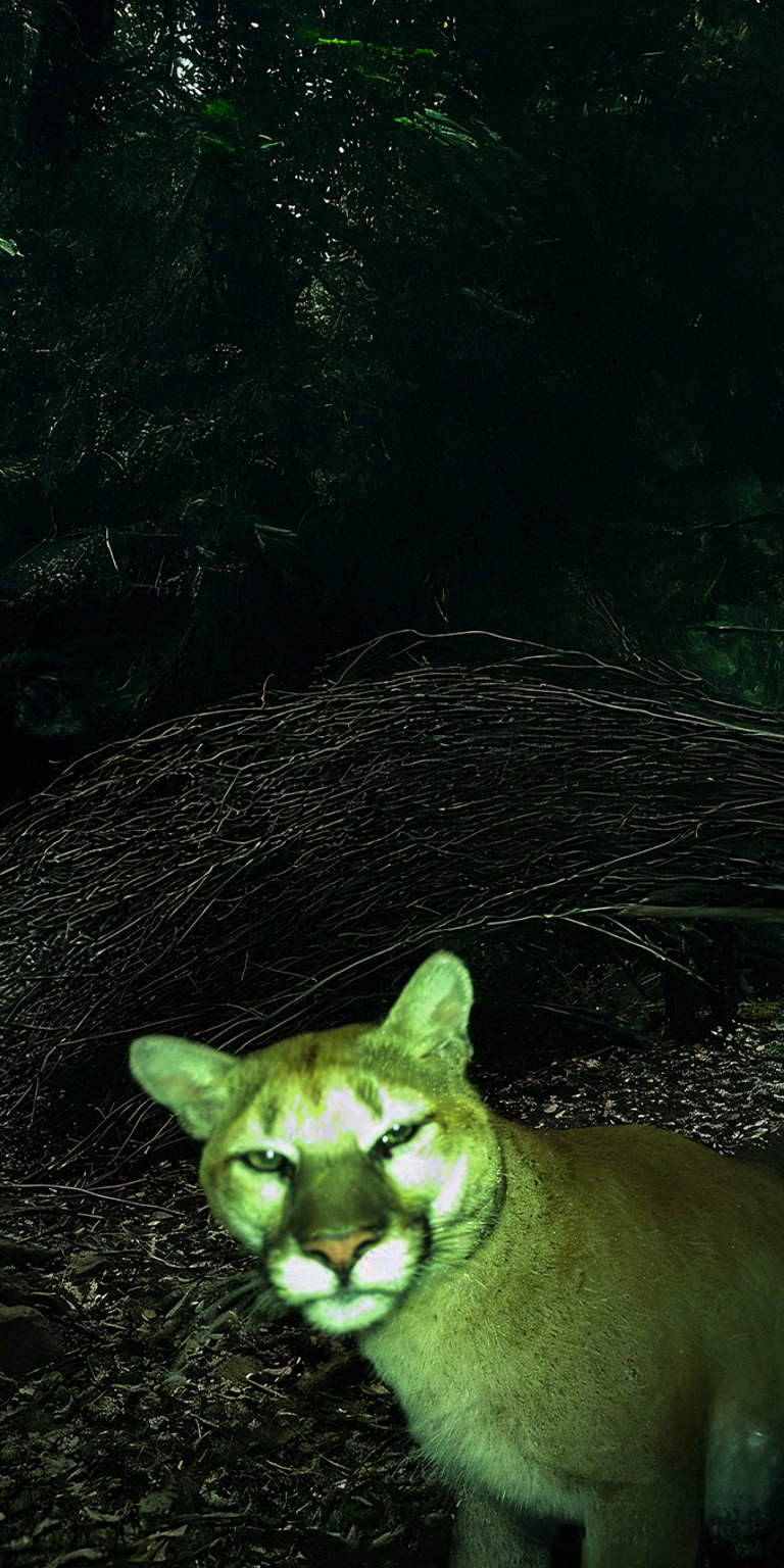 Puma wild area wallpaper iPhone 4K