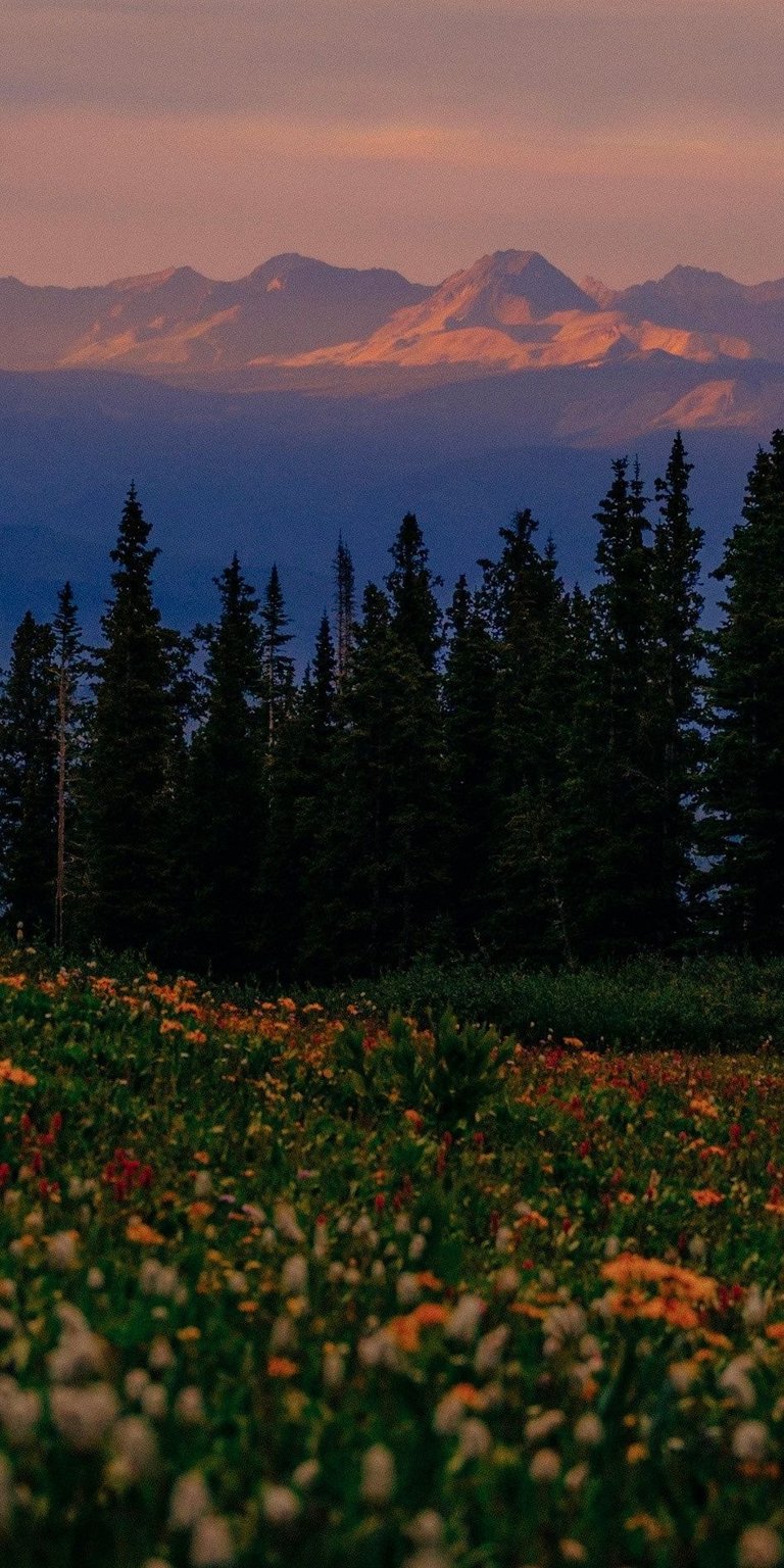 Flowers and trees wallpaper iPhone