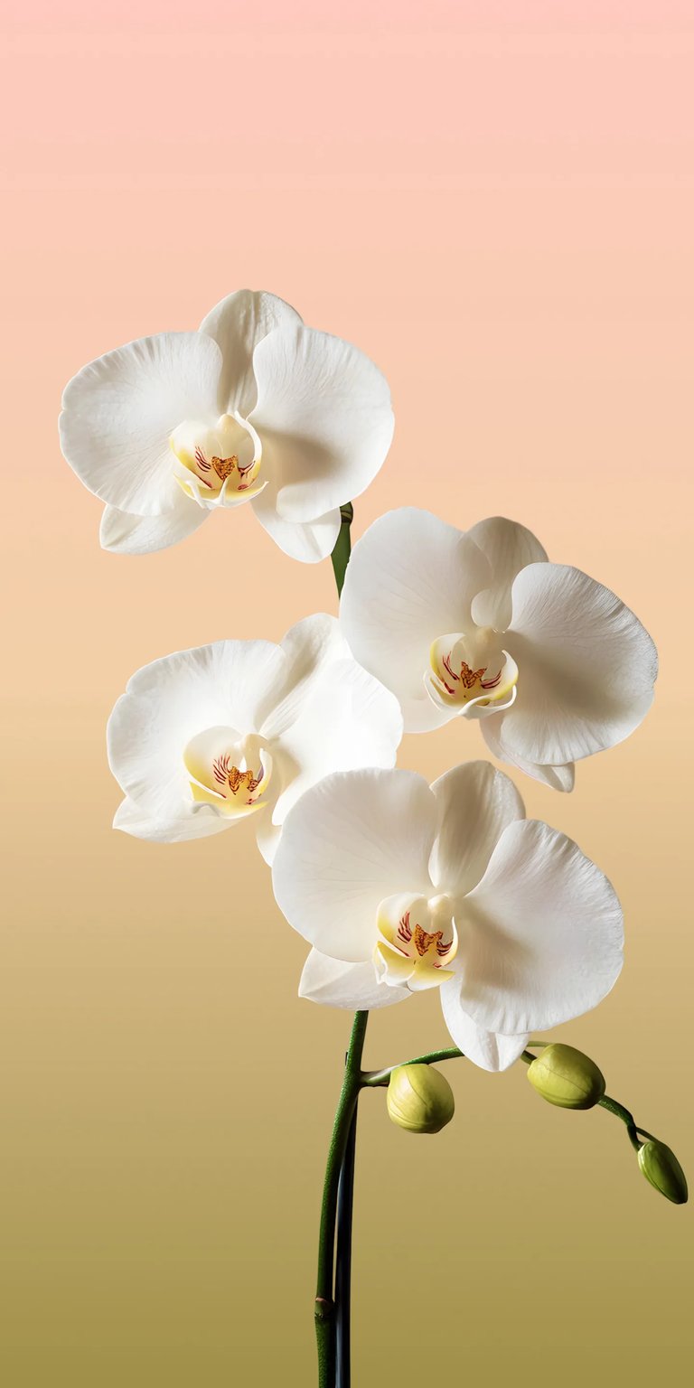 Download this beautiful Orchid 4K wallpaper for your iPhone! This wallpaper features an arrangement of white orchids with a peach background and a few green buds.