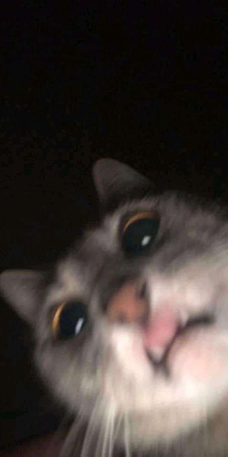 Cat funny selfie wallpapers for mobile