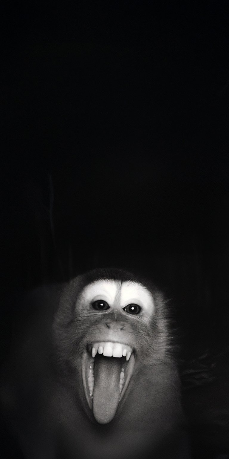 Angry monkey wallpaper iPhone 4K