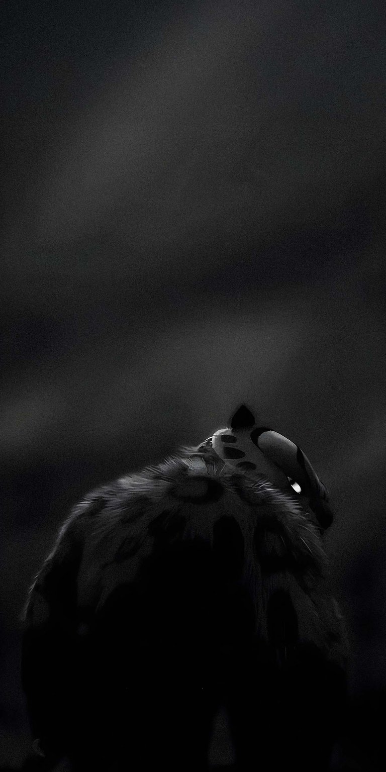 Tai Lung fighter black wallpaper in 4k