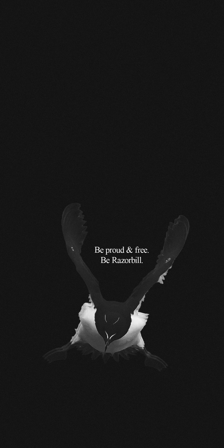 Razorbill Wallpaper 4K