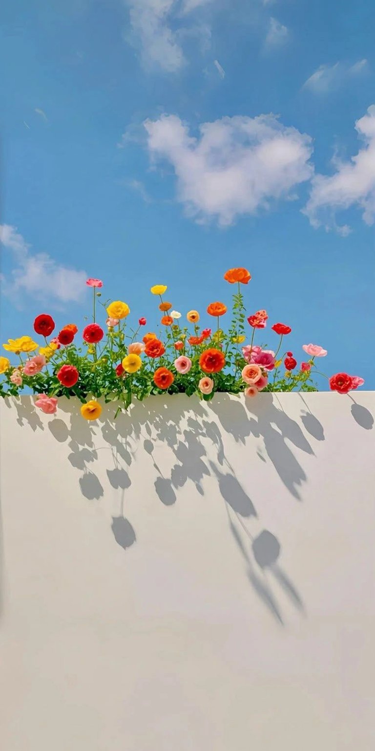 Download this aesthetic Flowers 4K wallpaper for your iPhone, showcasing vibrant blooms against a blue sky with cloud accents. The wallpaper features a crisp digital clock overlay and long, defined shadows.