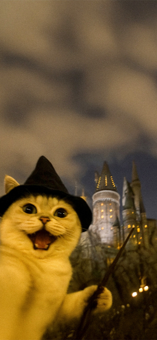 Cat wizard in London matching wallpaper iPhone 4K