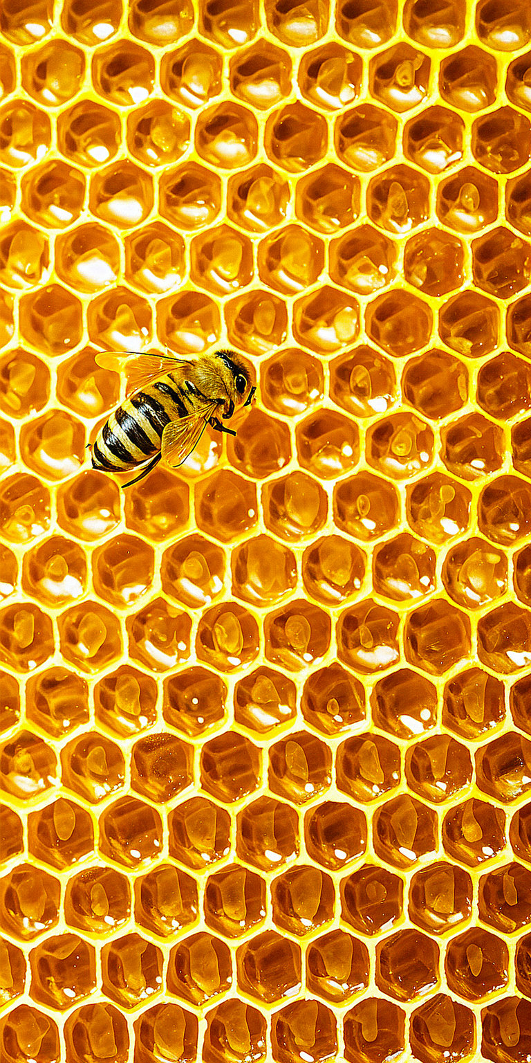 Honey Bee Aesthetic Wallpaper HD iPhone