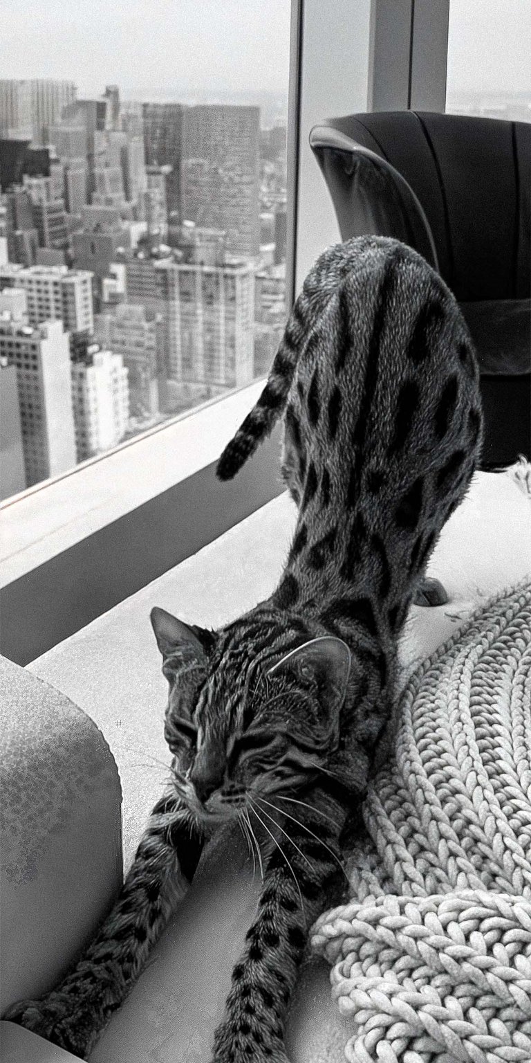 Cat stretching wallpaper HD iPhone