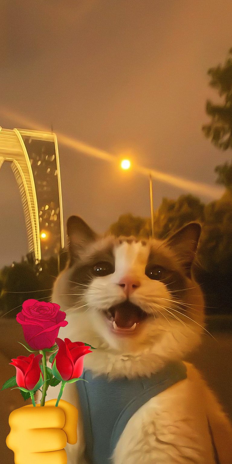 Cute cat holding a rose matching wallpaper 4k iPhone