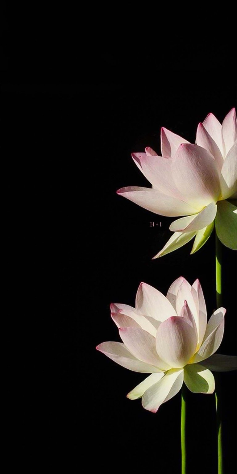Nymphaea lotus Initial Flowers iPhone wallpaper