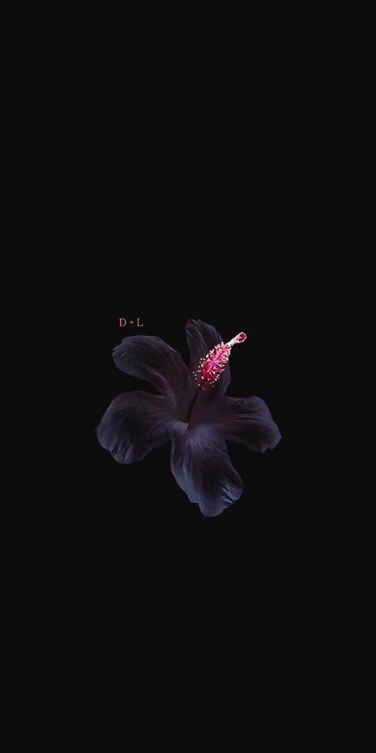Black orchid Initial flowers iPhone wallpaper