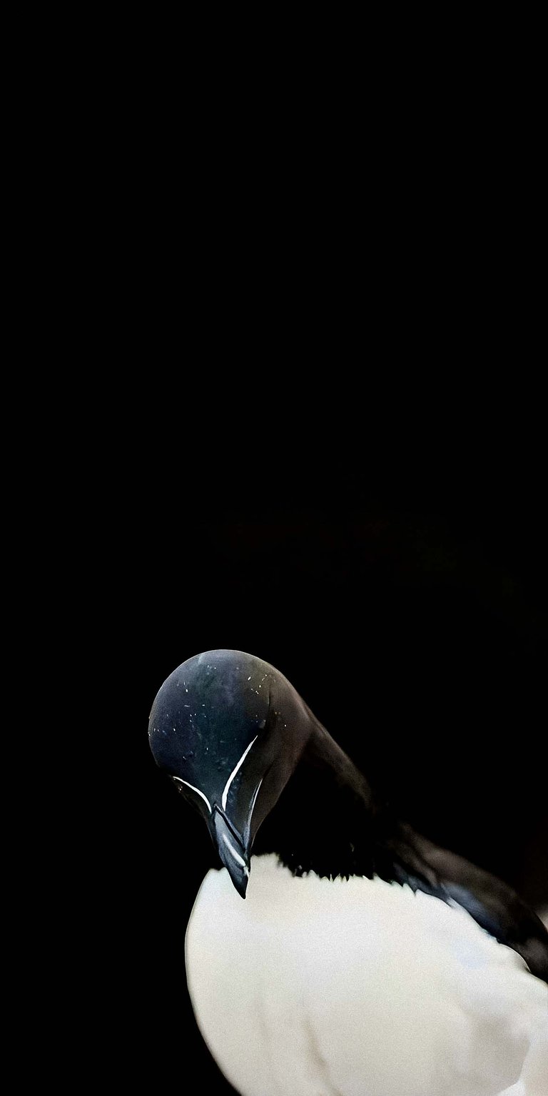 Black and white razorbill wallpaper iPhone