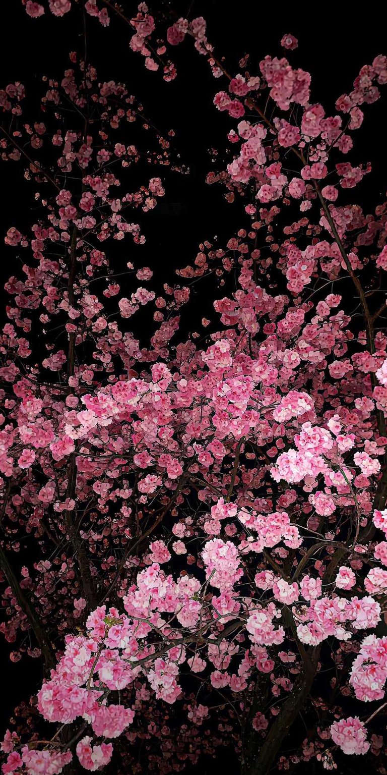 Sakura iOS 26 3D wallpaper 4K