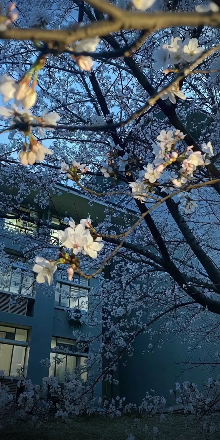 Nature depth effect iOS 26 wallpaper 4K