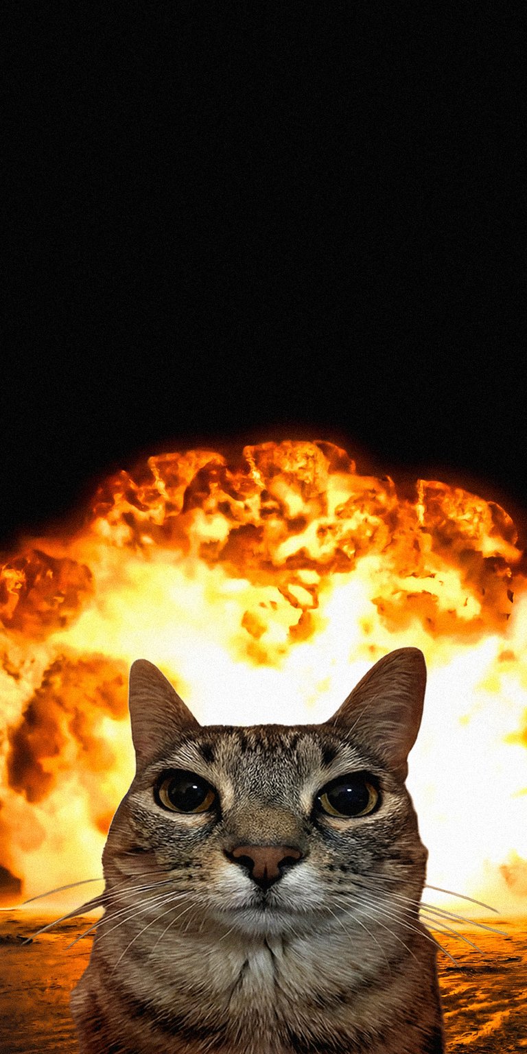 An instantly recognizable and hilarious live wallpaper featuring the famous "Disaster Girl" meme aesthetic, but with a wide-eyed, slightly shocked cat placed in front of a massive, fiery explosion. The contrast between the cat's calm or bewildered expression and the chaotic background creates a perfect piece of internet humor. Ideal for users who love dark humor, viral memes, and funny, attention-grabbing backgrounds.