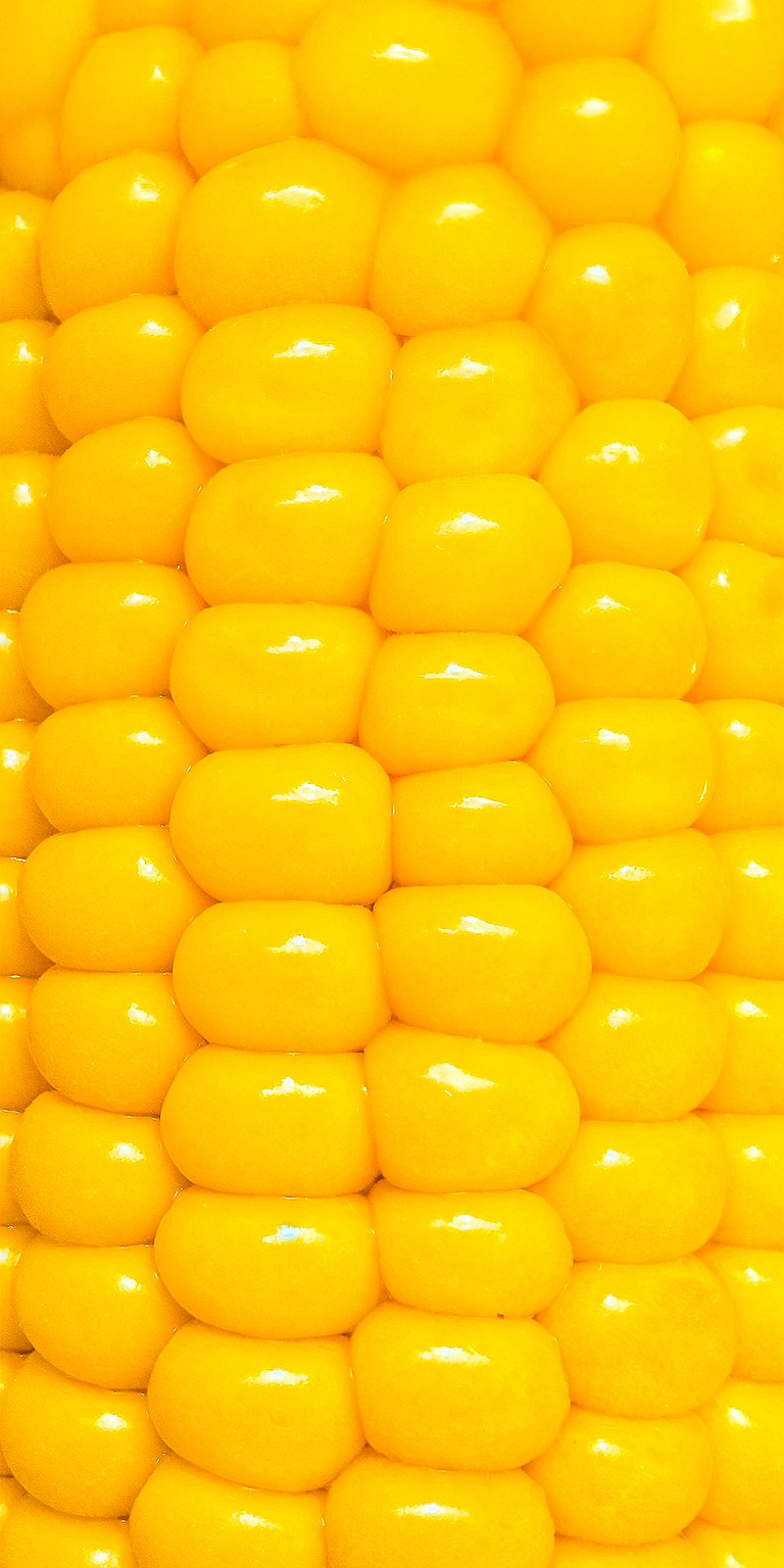 Corn Food Aesthetic Wallpaper for iPhone