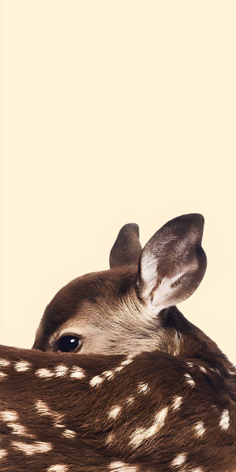This high-resolution 4K wallpaper features a close-up of a baby fawn's head and spotted fur against a clean cream background for your iPhone. This minimalist wallpaper uses soft natural lighting and earthy brown tones to create a peaceful, innocent mood.