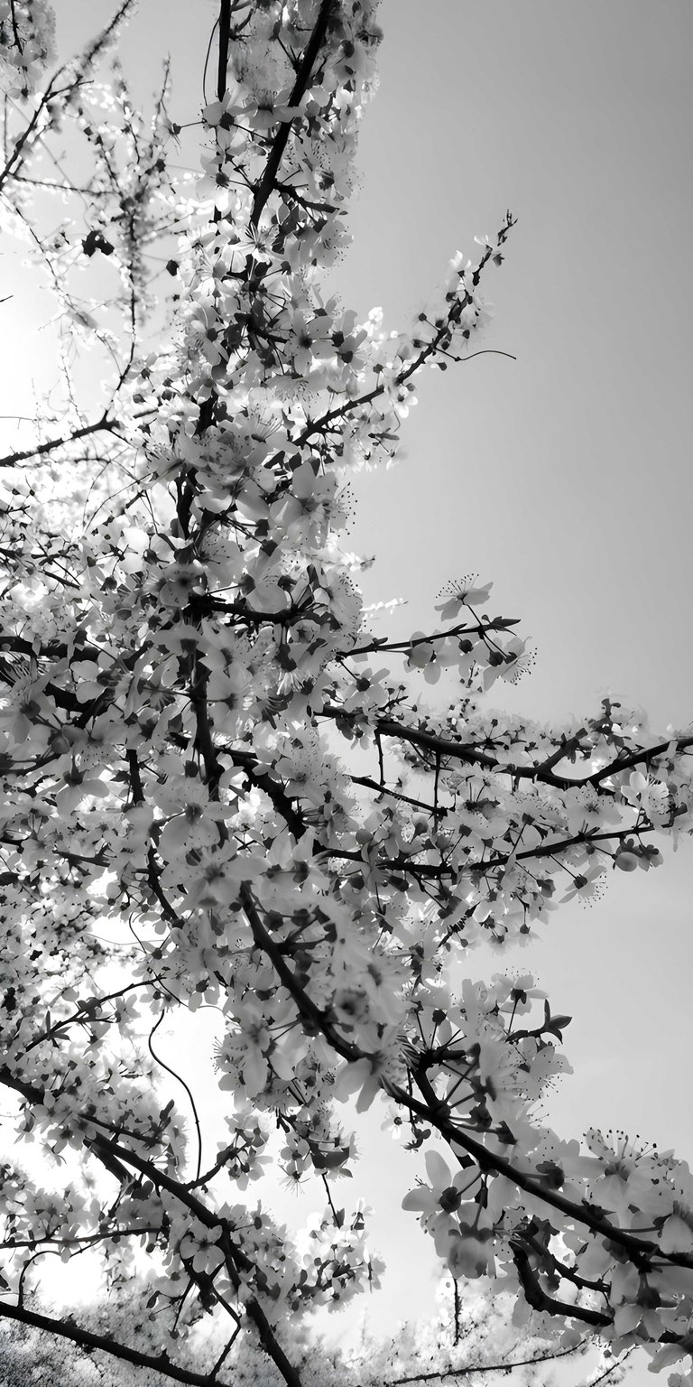 Experience the depth of nature with this monochrome cherry blossom 3D wallpaper designed for a modern iPhone look. This 3D wallpaper features high-contrast black and white floral branches that create a striking spatial effect.