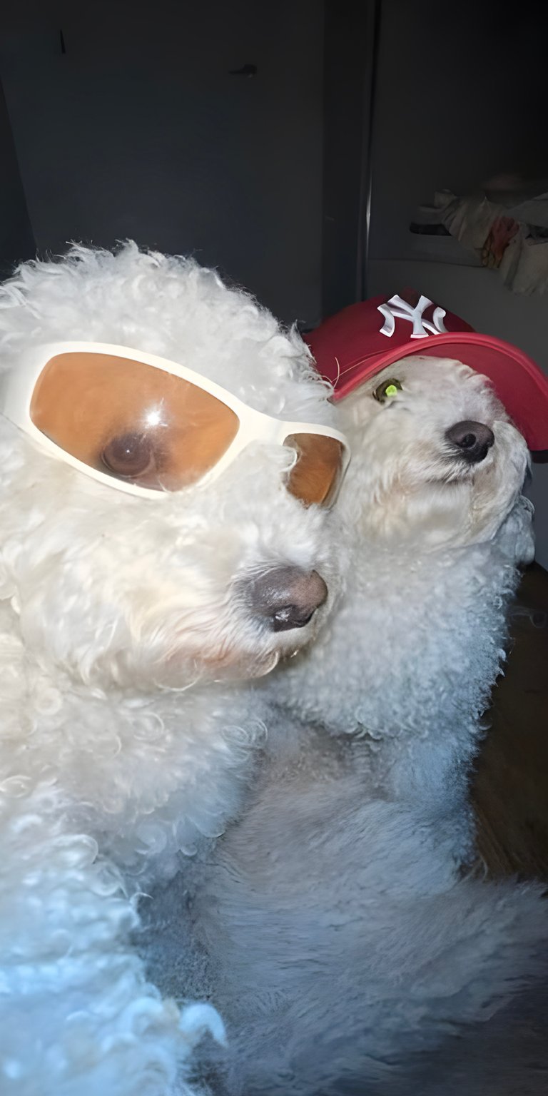 Dog selfie with glasses and cap wallpaper for iPhone