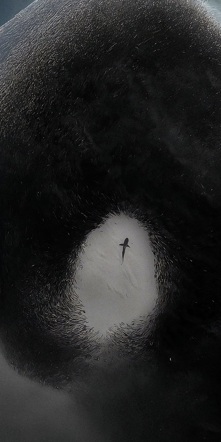 fish swims in the dark wallpaper iPhone 4K