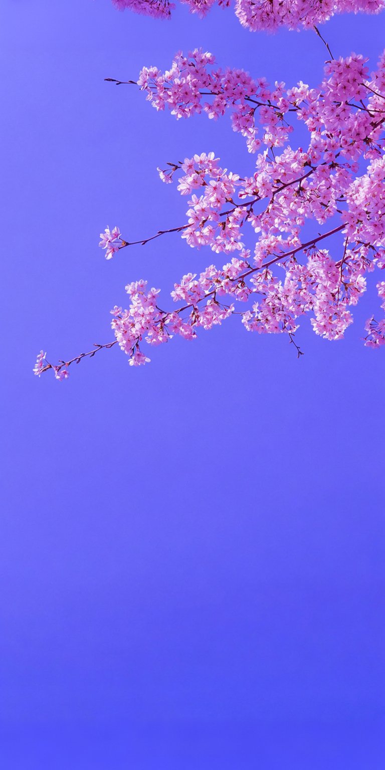 Cherry blossom sky iOS wallpaper HD