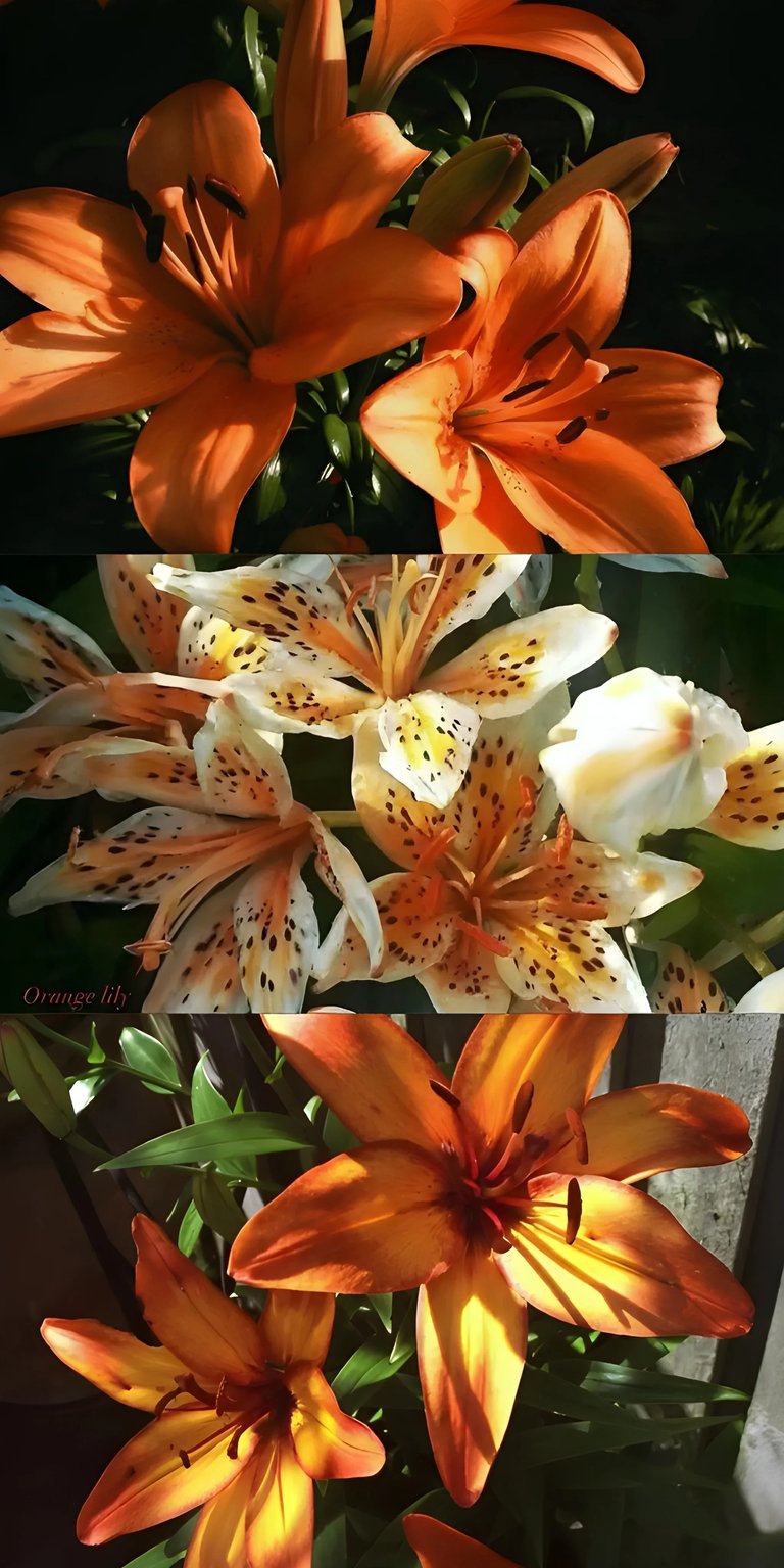 Orange lily flowers iPhone wallpaper HD