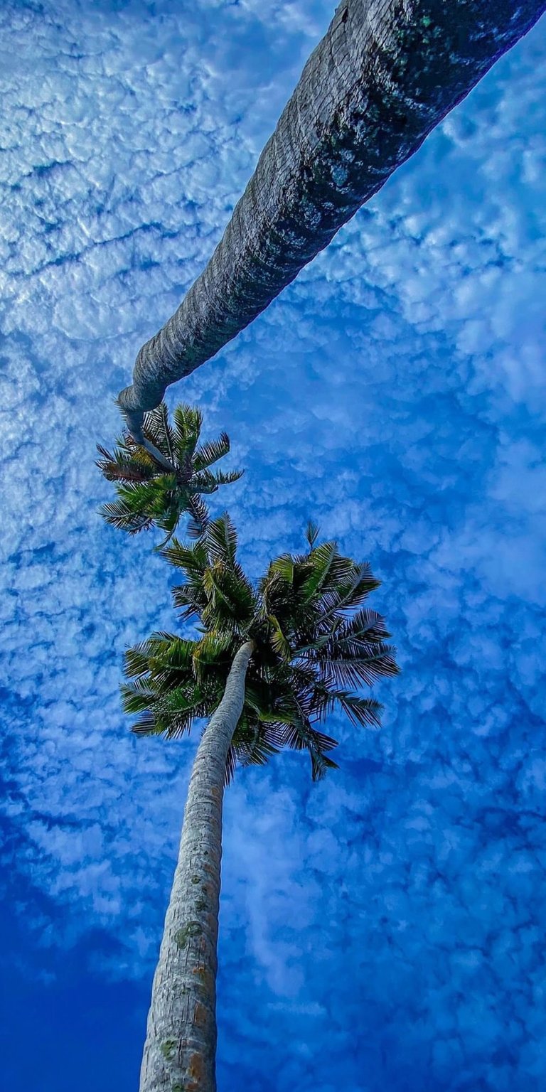 This vibrant 4K wallpaper features beautiful palm trees set against a bright blue sky with fluffy clouds, perfect for your iPhone. The unique perspective looks directly up the trunks, offering a calming and tropical feel.
