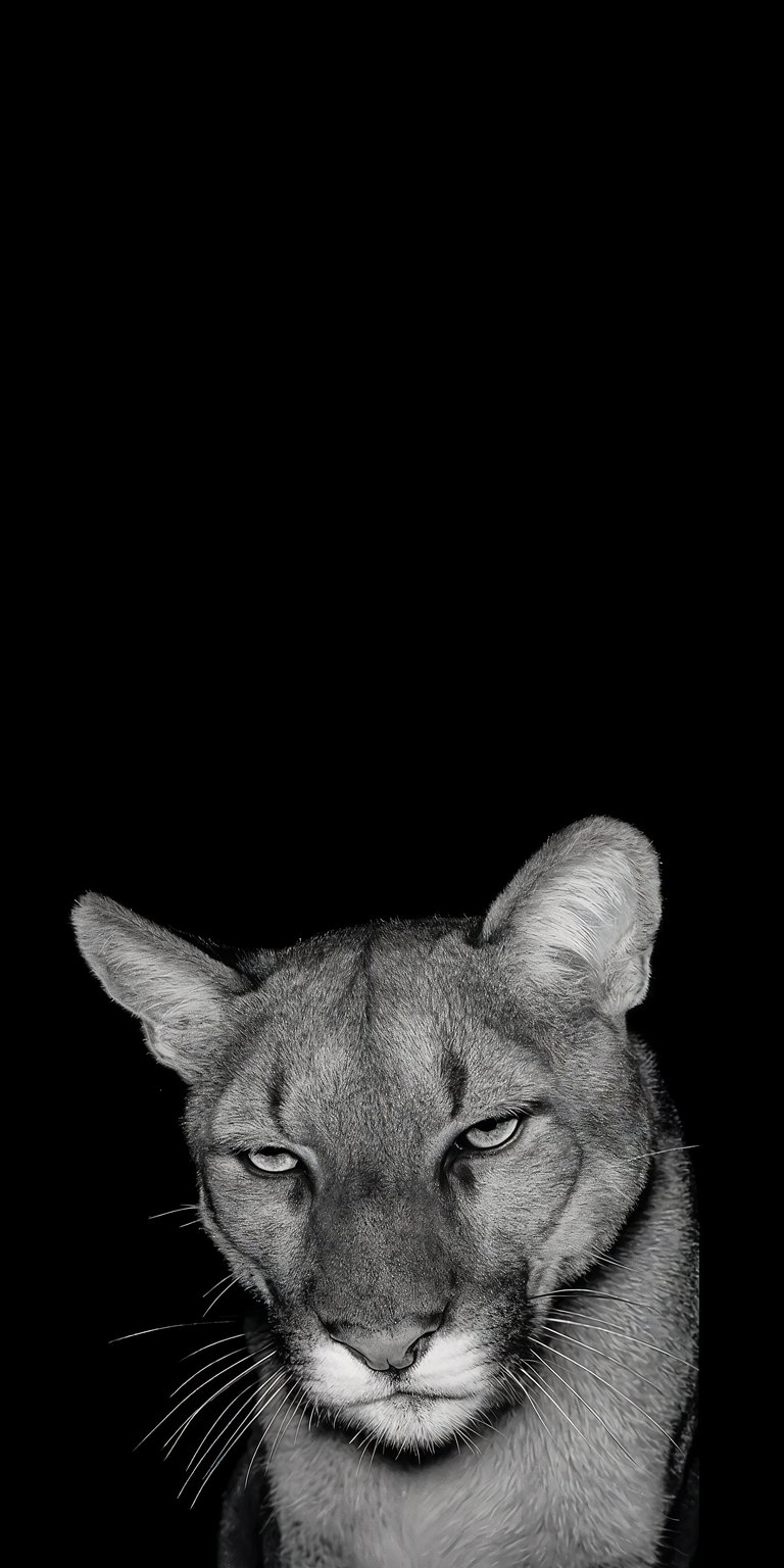Puma dark iPhone wallpaper 4K