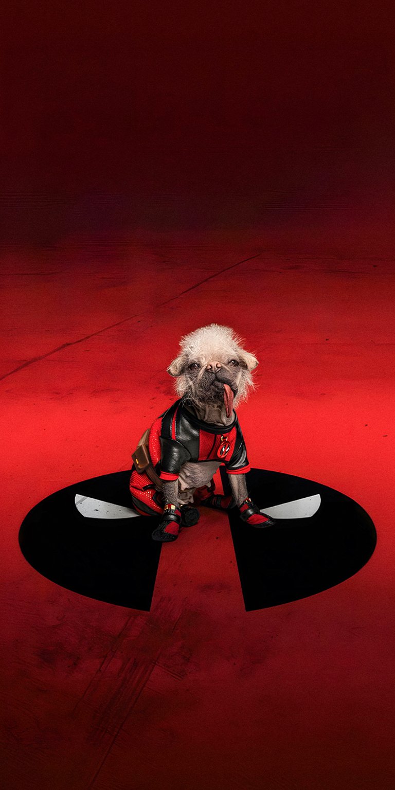 Dogpool wearing costume wallpaper