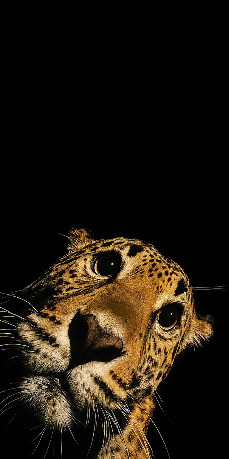 Cute leopard wallpaper iPhone 4K