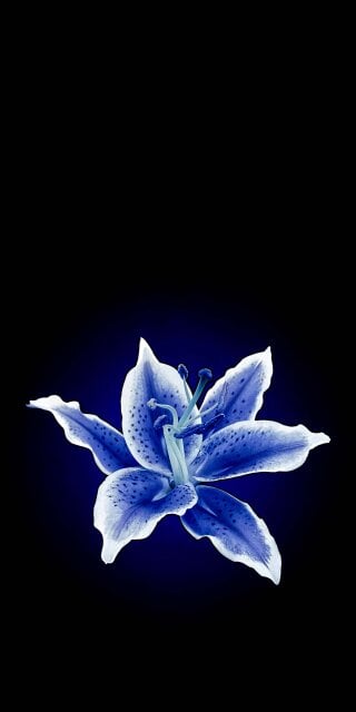 Blue flower wallpaper HD iPhone