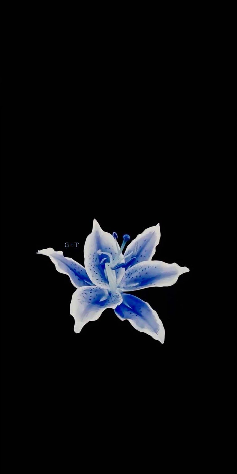 Lilium Initial flowers iPhone wallpaper for mobile