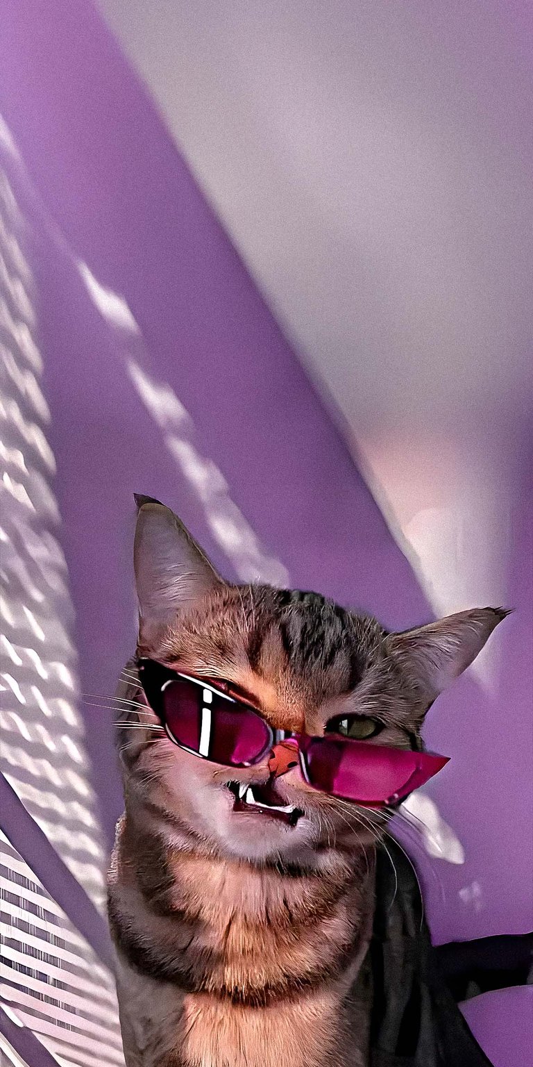 Cool Cat Wallpaper Lockscreen iPhone HD