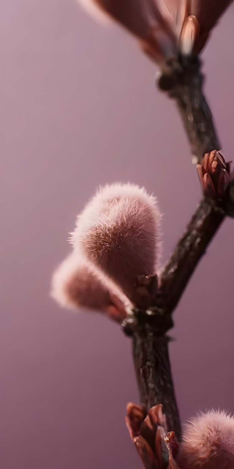 Download this incredible Pussy Willow 4K wallpaper for your iPhone today! This stunning wallpaper features fuzzy pink buds against a dusty rose backdrop on a dark, glossy branch.