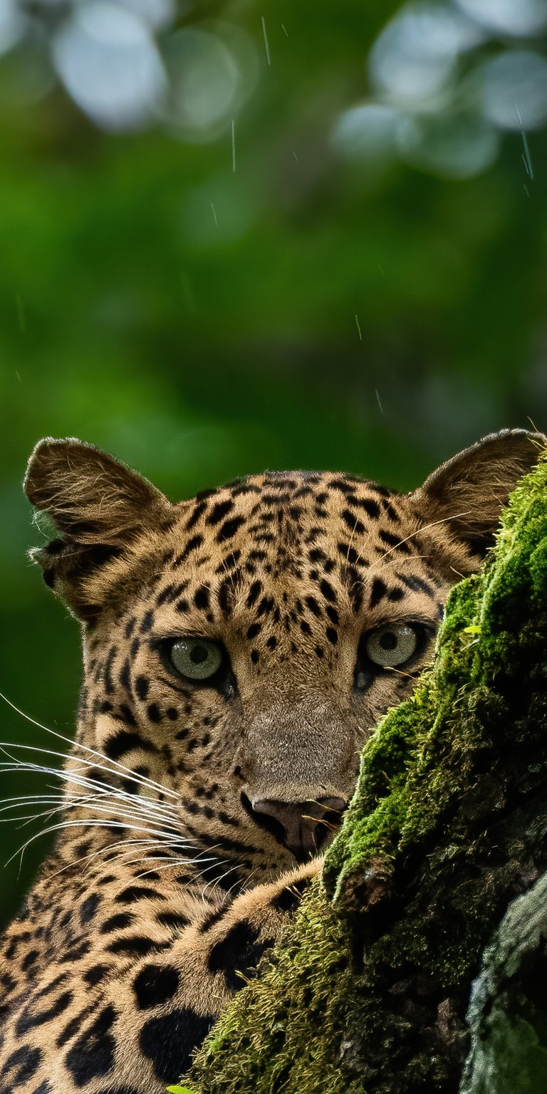 Leopard hiding on a tree trunk wallpaper