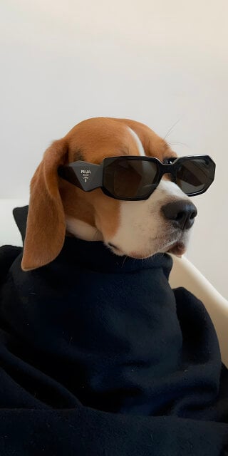 Dog with glasses and scarf wallpaper for iPhone
