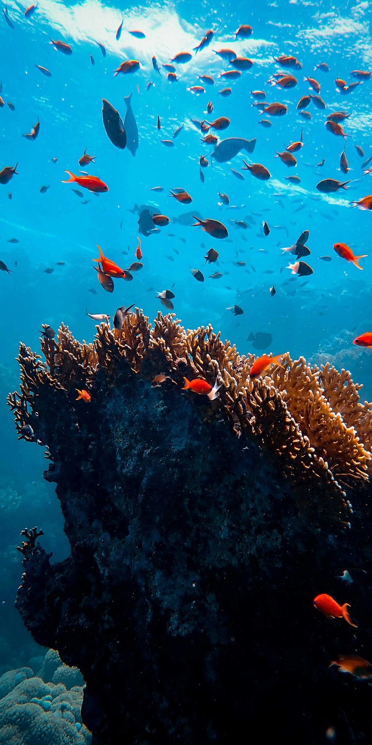 Download this stunning 4K wallpaper for your iPhone, showcasing a vibrant coral reef teeming with fish. The coral displays a complex branching structure while schools of red fish swim against the sunlit turquoise water, perfect as a new wallpaper.