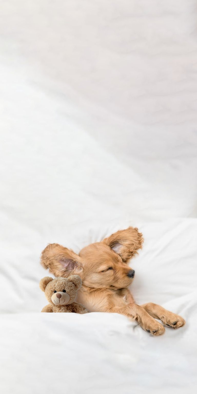 Sleeping puppy with its teddy bear wallpaper 4k iPhone