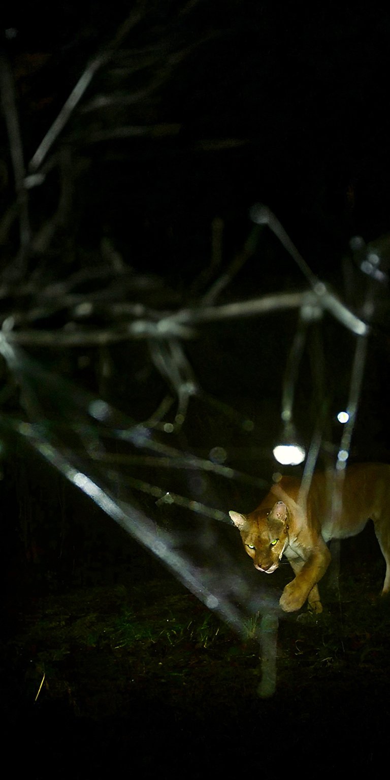 Puma dark area wallpaper iPhone 4K