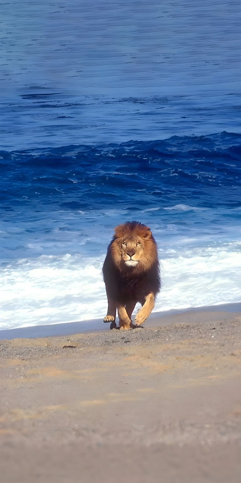 Download this stunning lion 4K wallpaper for your iPhone! This wallpaper features a lion with a thick mane, walking along a sandy beach with blue ocean waves.