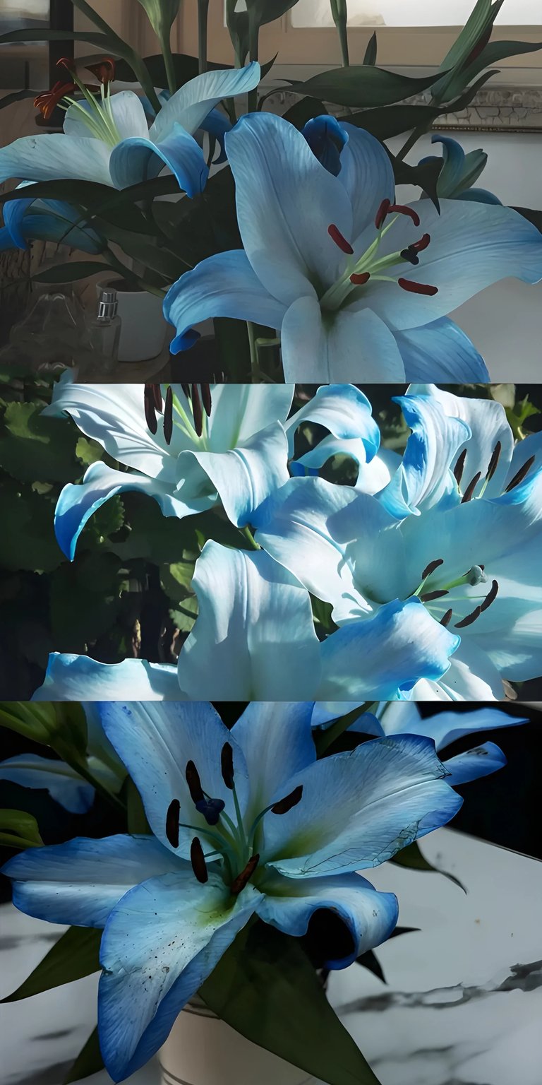 Blue lily flowers iPhone wallpaper HD