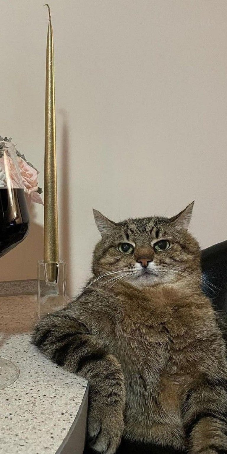 Cat chilling wallpaper for iPhone