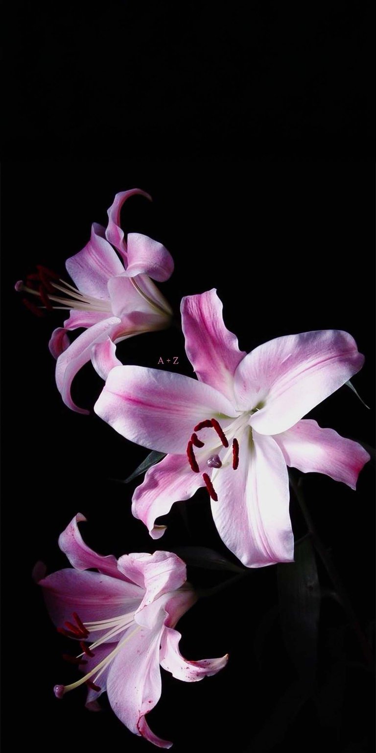 Madonna Lily Initial flowers iPhone wallpaper