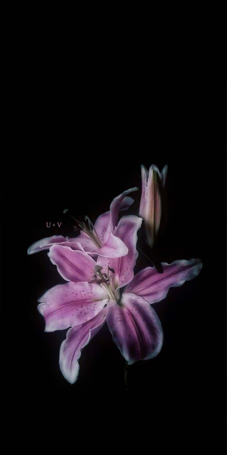 Initial Flowers Aesthetic iPhone Wallpaper