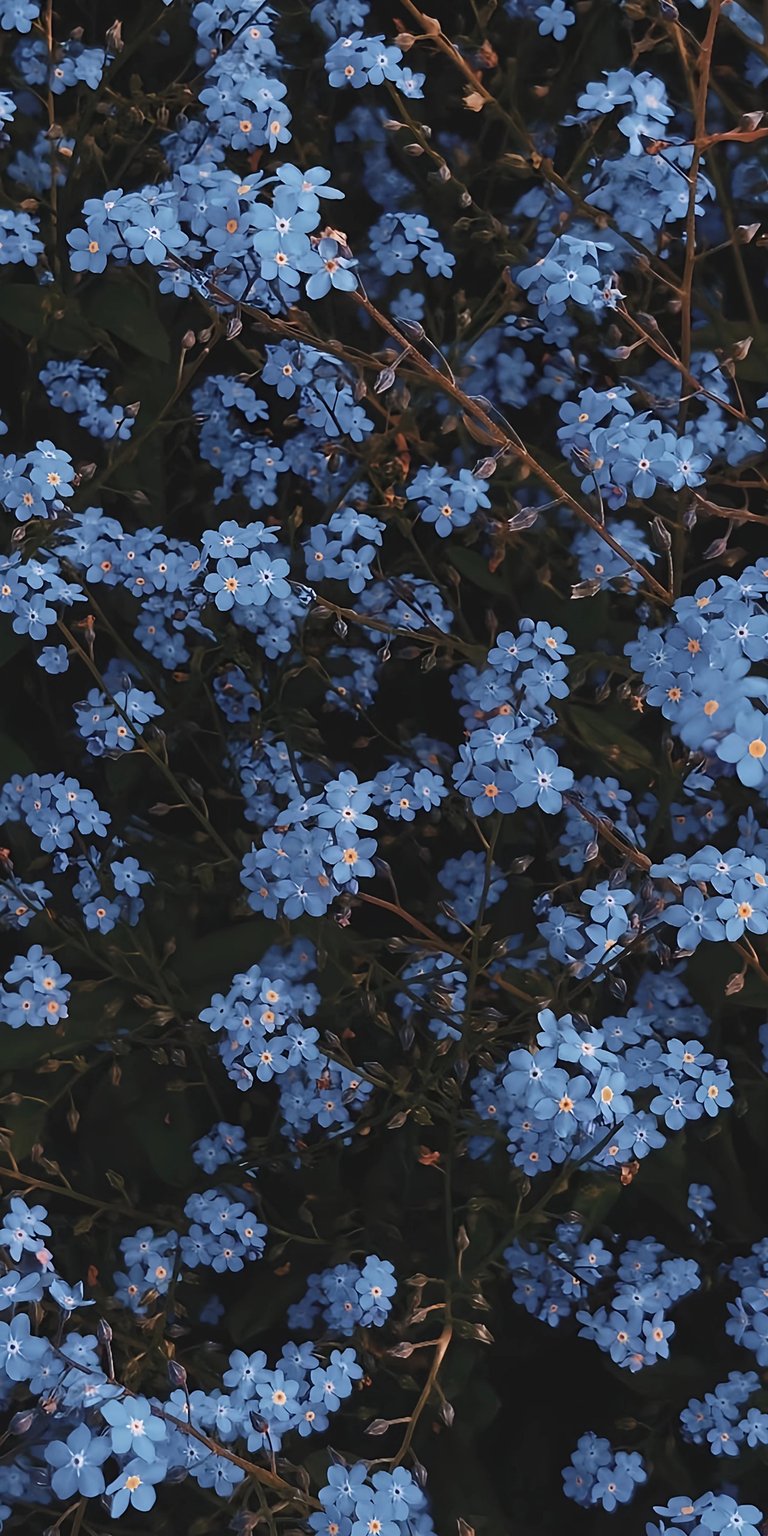 Download this beautiful Forget-Me-Nots 4K wallpaper for your iPhone, showcasing delicate blue petals with tiny yellow centers against a dark, dreamy backdrop. This wallpaper highlights the intricate details and subtle lighting.